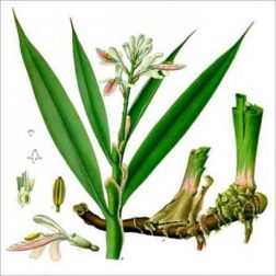Cây cao lương khương