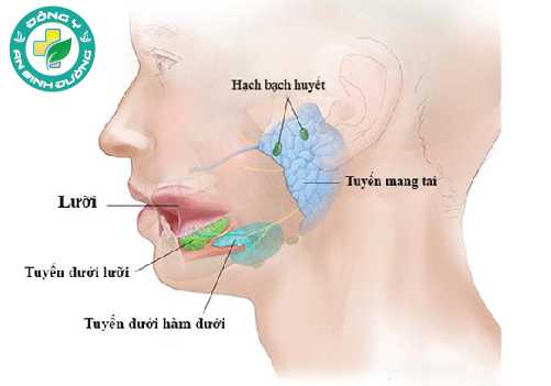 Việc cung cấp nước bọt ổn định giữ cho miệng được ẩm mọi lúc