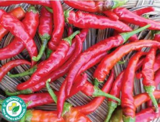 Hợp chất của ớt có thể làm chậm quá trình ung thư phổi