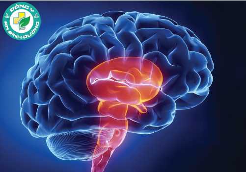 Chế độ ăn thực vật có thể dẫn đến thiếu Choline - Một chất rất quan trọng đối với nhiều khía cạnh của quá trình chuyển hóa