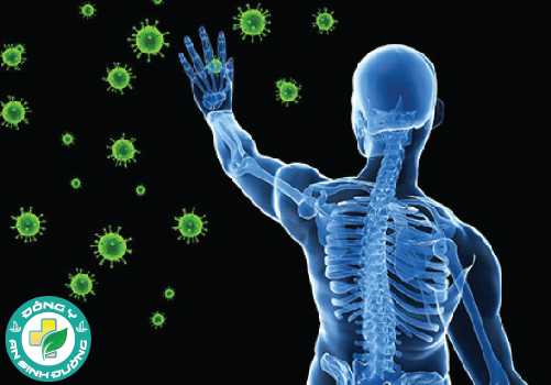 Nấm Linh Chi giúp tăng cường hệ thống miễn dịch của cơ thể