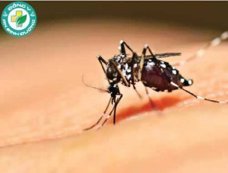 Muỗi có thể lây truyền HIV cho người không?