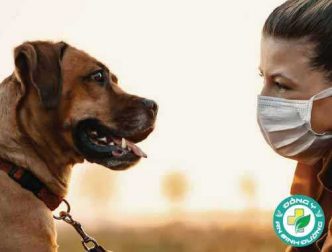Chó có thể giúp phát hiện COVID-19 không?
