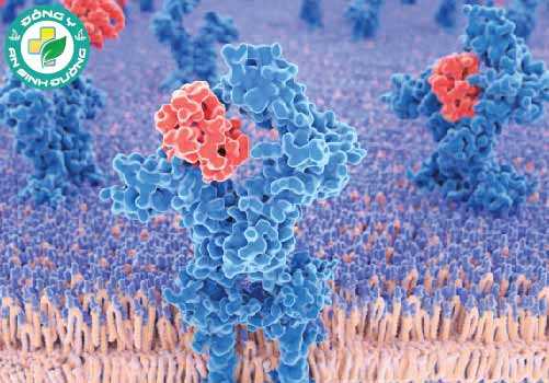 Cytokine là các protein nhỏ được giải phóng bởi nhiều tế bào khác nhau trong cơ thể