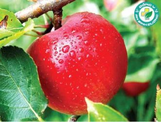 Lượng flavonoid thấp liên quan đến nguy cơ mắc bệnh Alzheimer
