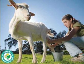 Sữa dê có chứa Lactose không?