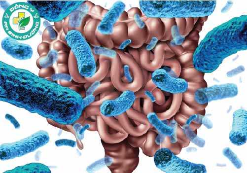 Một mình probiotic hoặc kết hợp với prebiotic có thể giúp giảm triệu chứng trầm cảm
