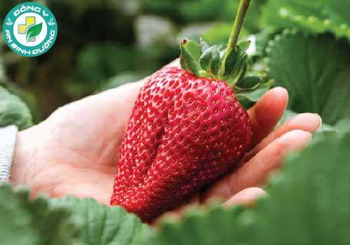 Hàm lượng polyphenol, kali và chất xơ cao khiến dâu tây có lợi cho bệnh tim mạch