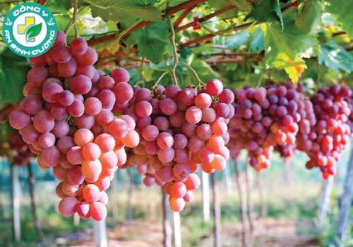 Chất chống oxy hóa và các chất dinh dưỡng khác trong nho có thể làm cho chúng đặc biệt tốt cho sức khỏe